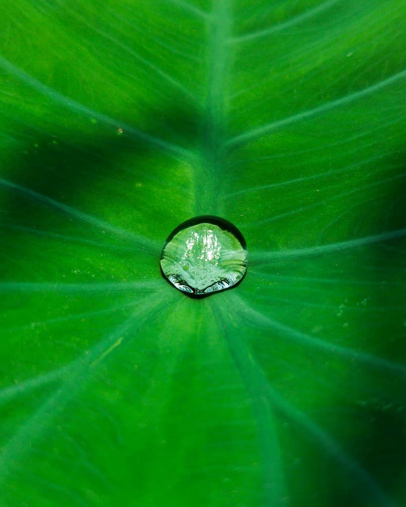 Water Drops