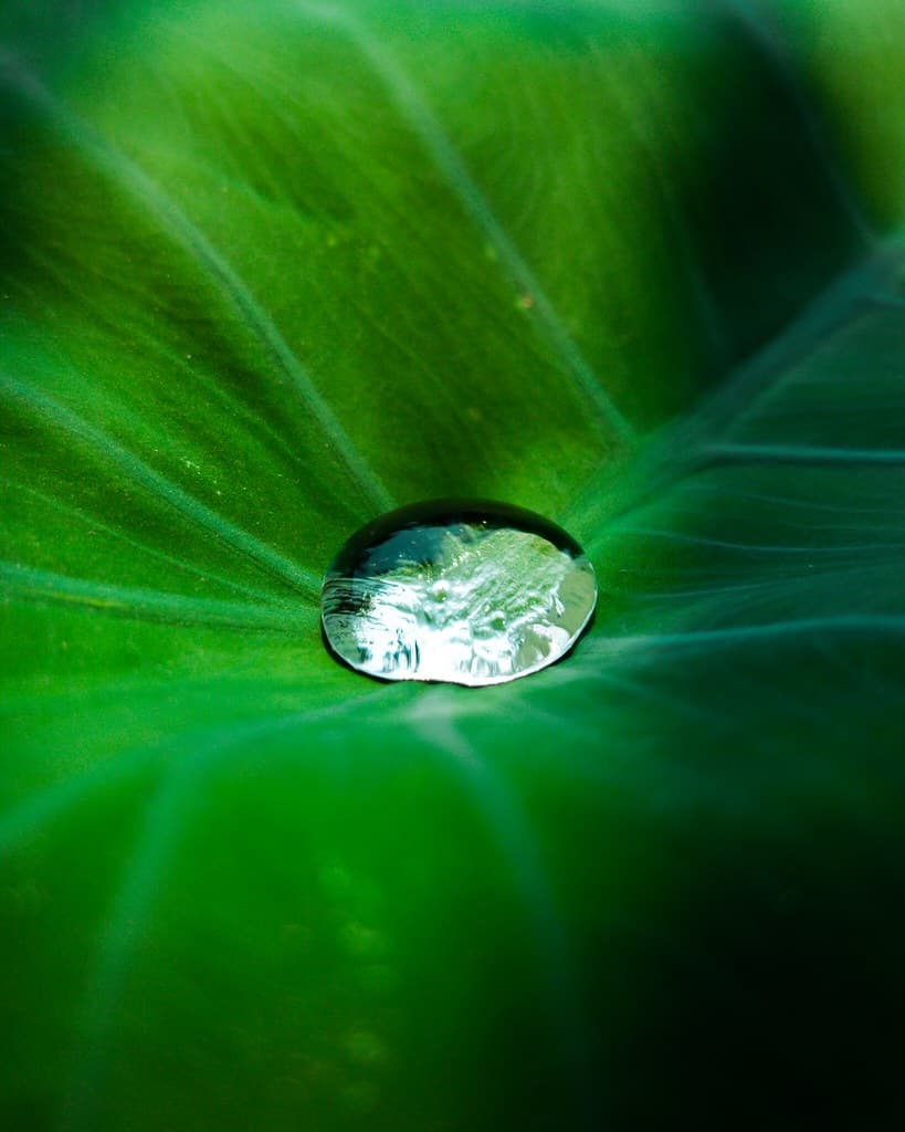 Water Drops