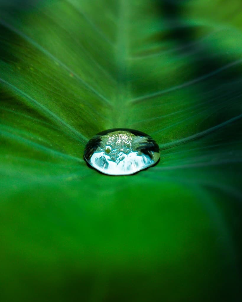 Water Drops