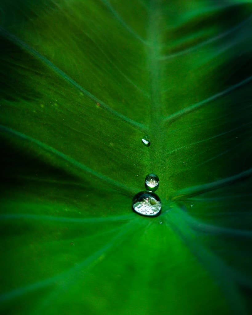 Water Drops