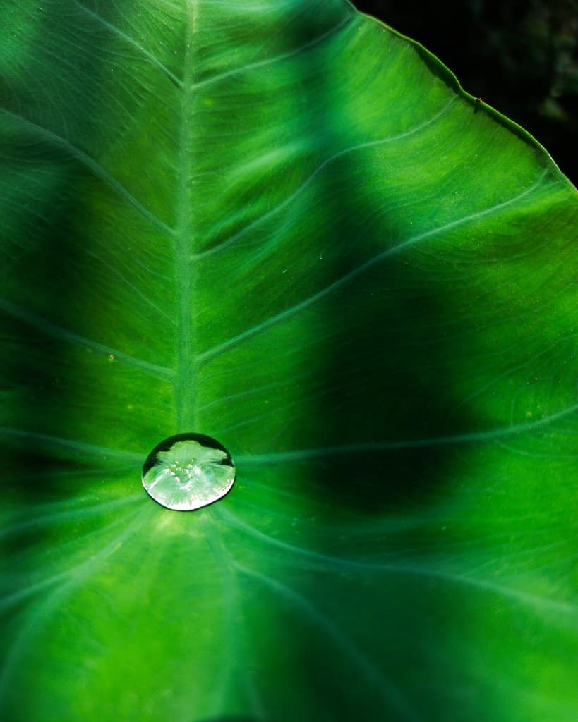 Water Drops