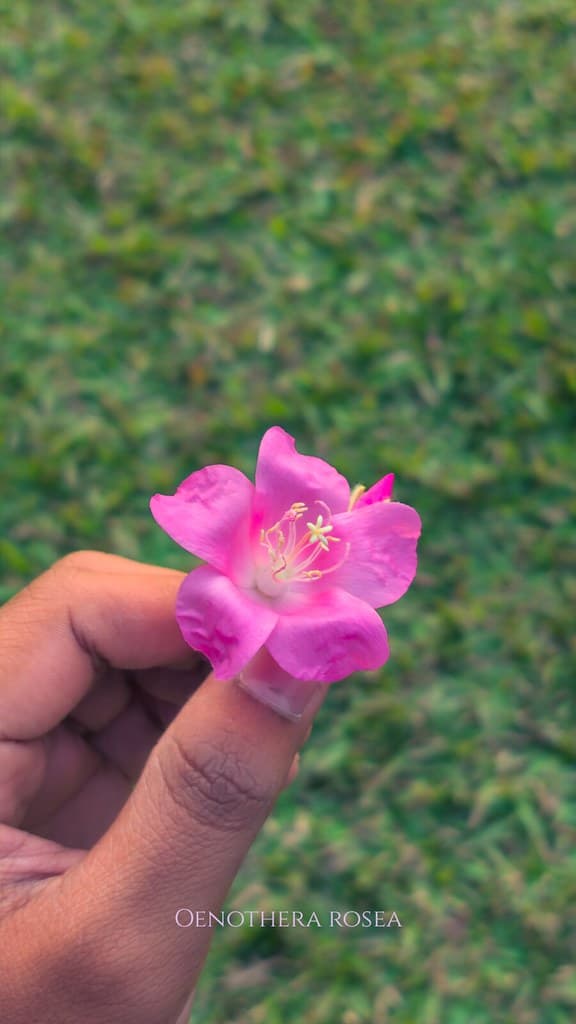 Oenothera rosea