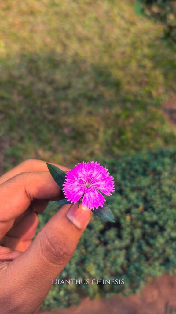 Dianthus chinesis
