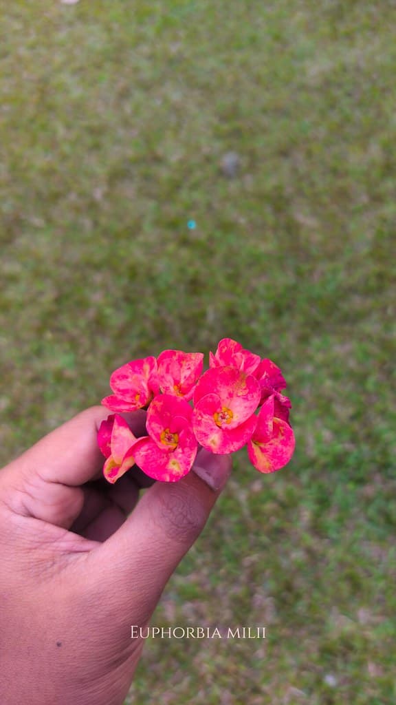 Euphorbia milii