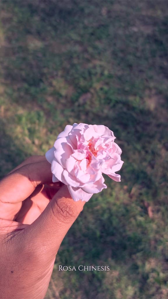 Rosa Chinesis