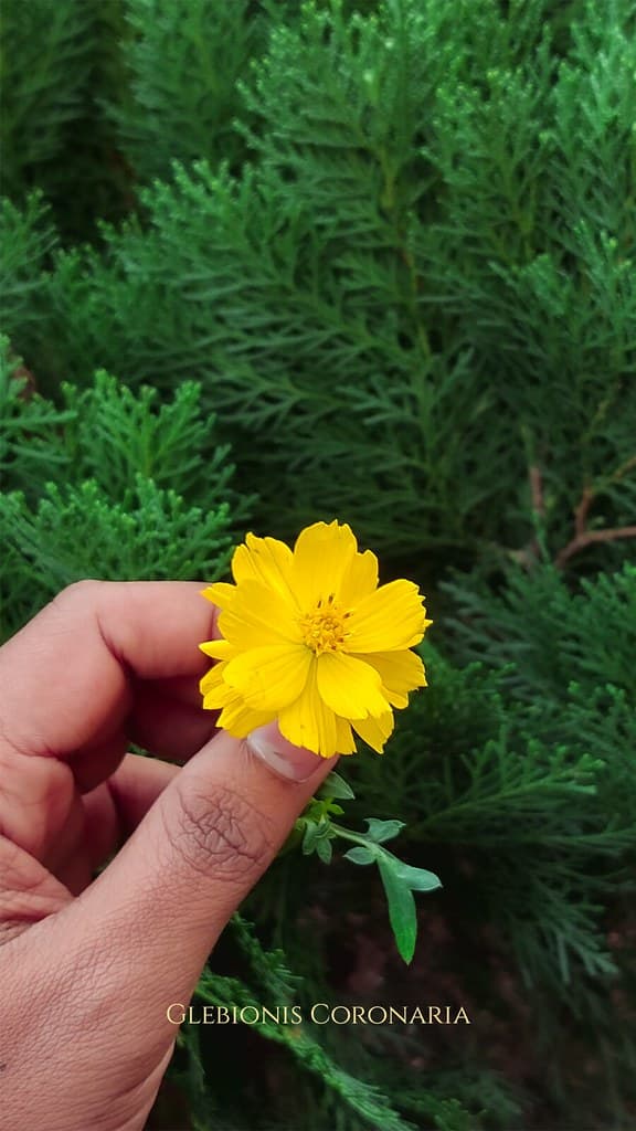 Glebionis Coronaria