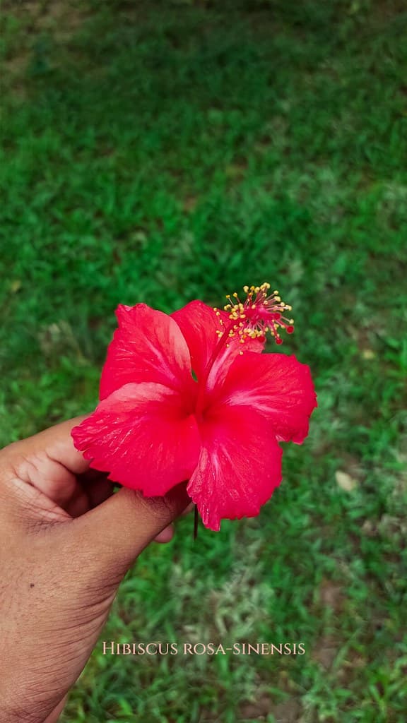 Hibiscus rosa-sinensis
