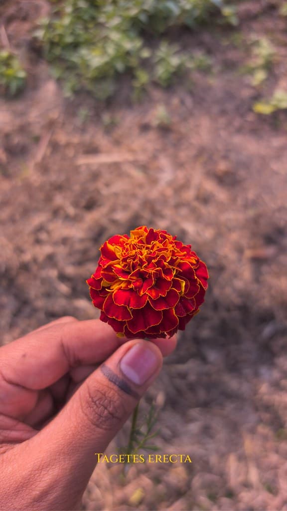 Tagetes erecta